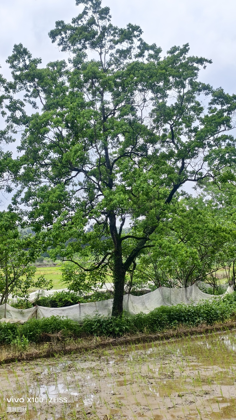乌桕，10-60公分单杠及丛生工程苗以及苗圃精品。