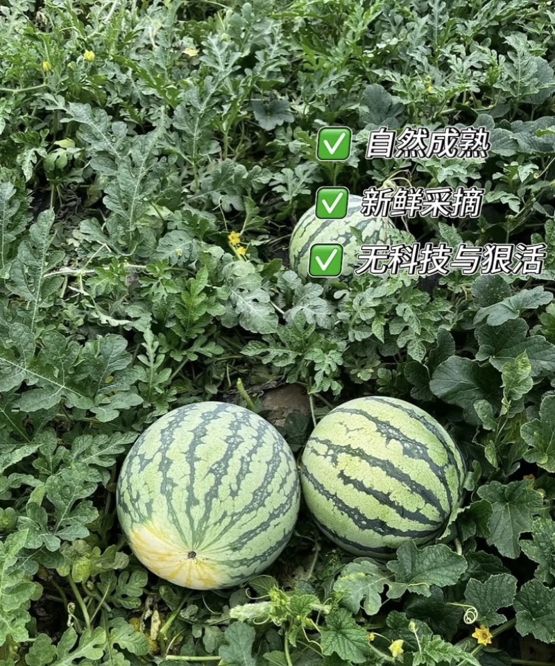 江苏盐城东台美都西瓜大量供应，自家种植货源充足量大