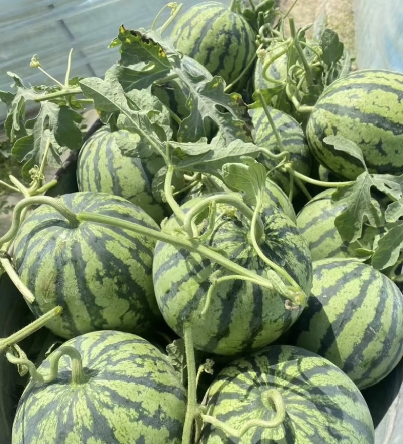 精品美都西瓜，盐城西瓜自家种植一手货源皮薄肉厚