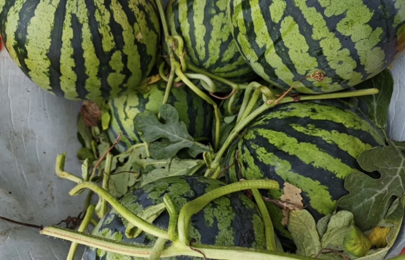 精品美都西瓜，盐城西瓜自家种植一手货源皮薄肉厚