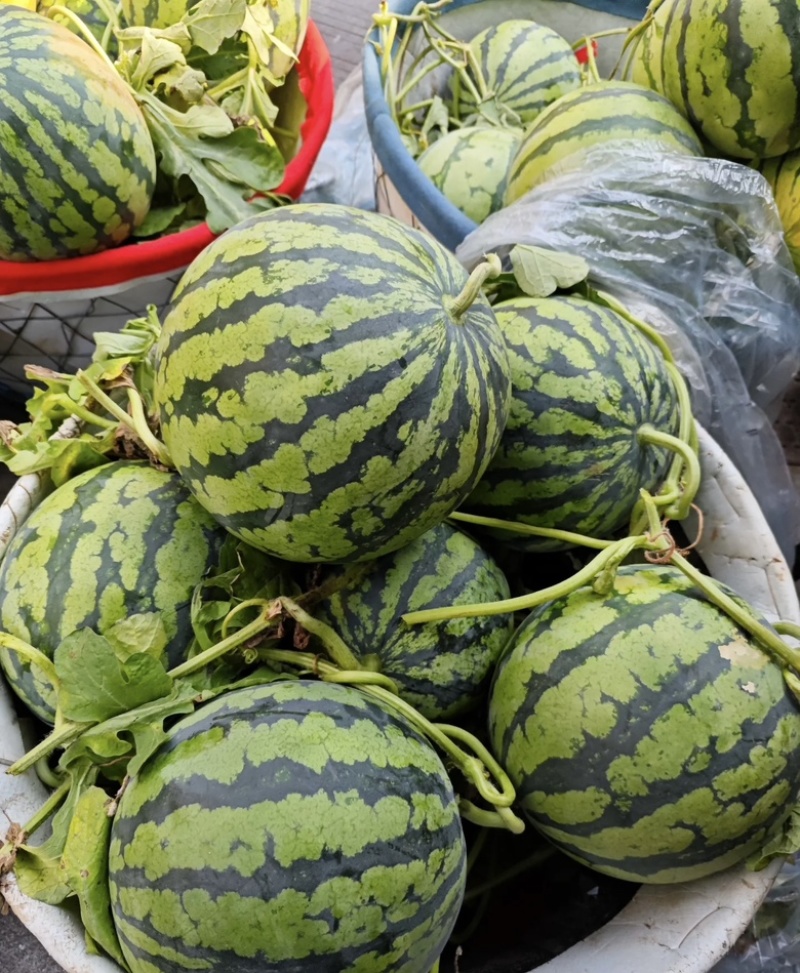 精品美都西瓜，盐城西瓜自家种植一手货源皮薄肉厚