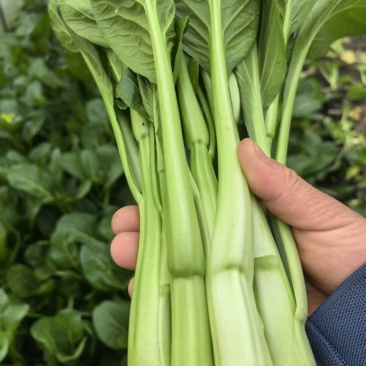 【推荐】广东菜心/白菜苔/基地直发/对接商超批发市场