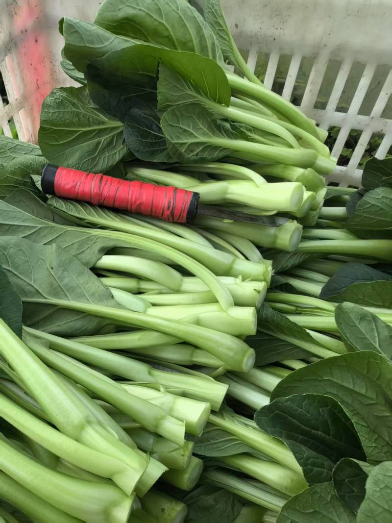 【推荐】广东菜心/白菜苔/基地直发/对接商超批发市场