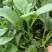 【推荐】广东菜心/白菜苔/基地直发/对接商超批发市场