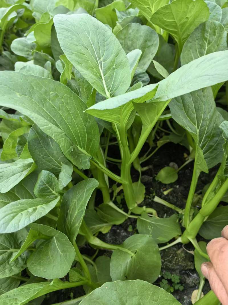 【推荐】广东菜心/白菜苔/基地直发/对接商超批发市场