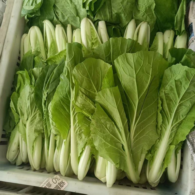 【推荐】精品小白菜/对接商超批发市场/视频看货
