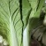 【推荐】精品小白菜/对接商超批发市场/视频看货
