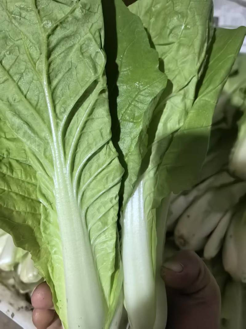 【推荐】精品小白菜/对接商超批发市场/视频看货