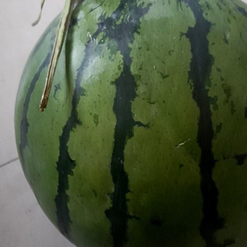 西瓜产地直发大量上市，品质保证，价格优惠，实力商