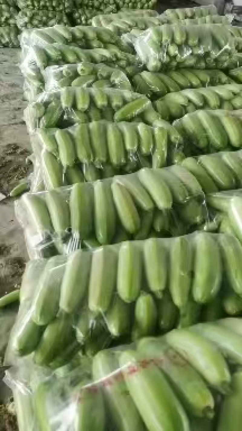 西葫芦河南焦作大量供应新鲜货源量大从优欢迎咨询