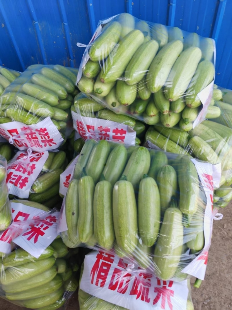 西葫芦河南焦作大量供应新鲜货源量大从优欢迎咨询