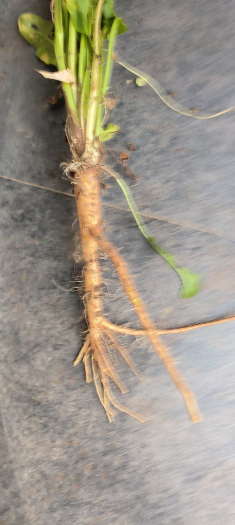 水菖蒲