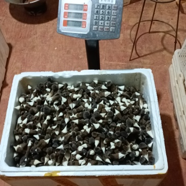 黑皮鸡纵菌，有货需要的老板来谈
