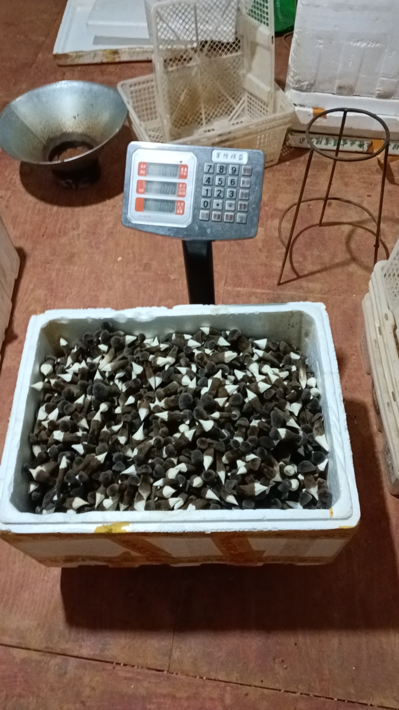 黑皮鸡纵菌，有货需要的老板来谈