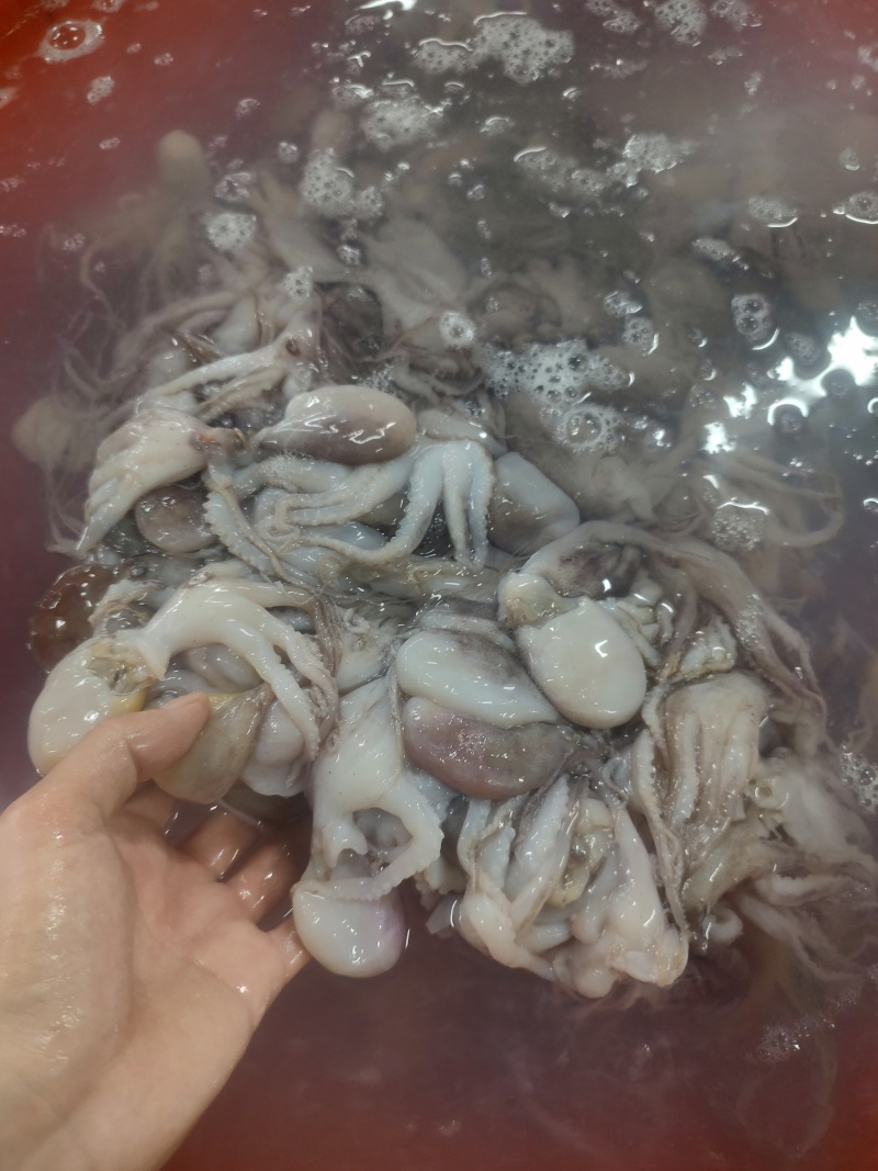 次品小八爪适用快餐店