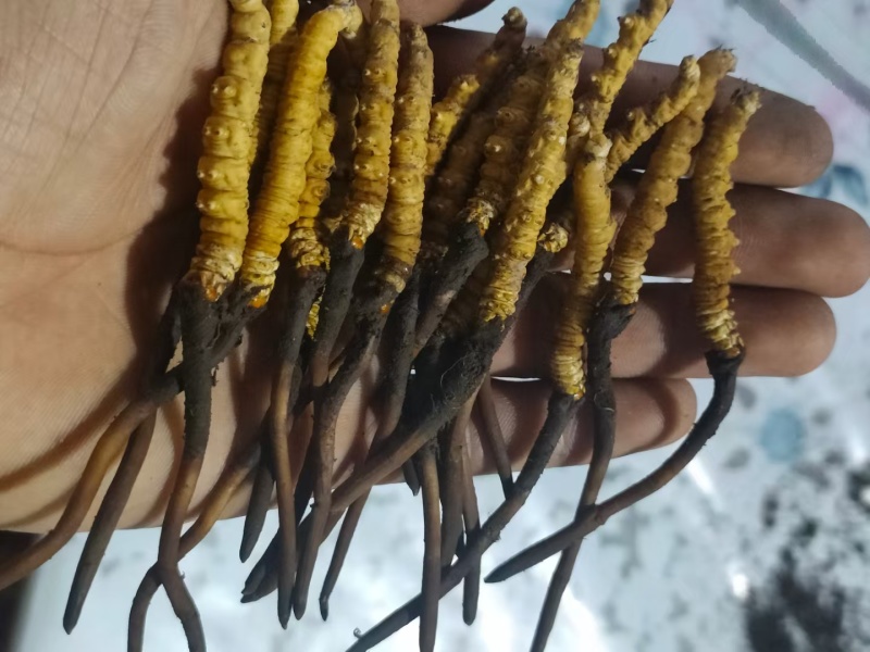24小时在线服务价格美丽产地直发的**虫草新鲜到家