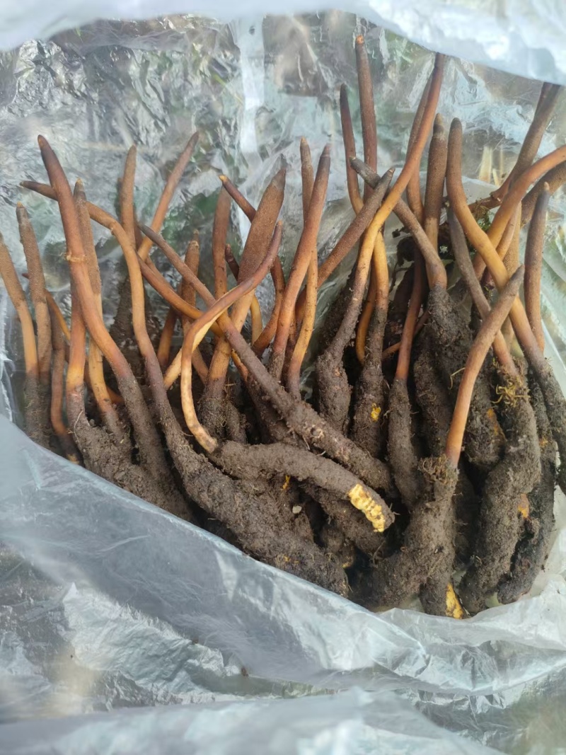 24小时在线服务价格美丽产地直发的**虫草新鲜到家