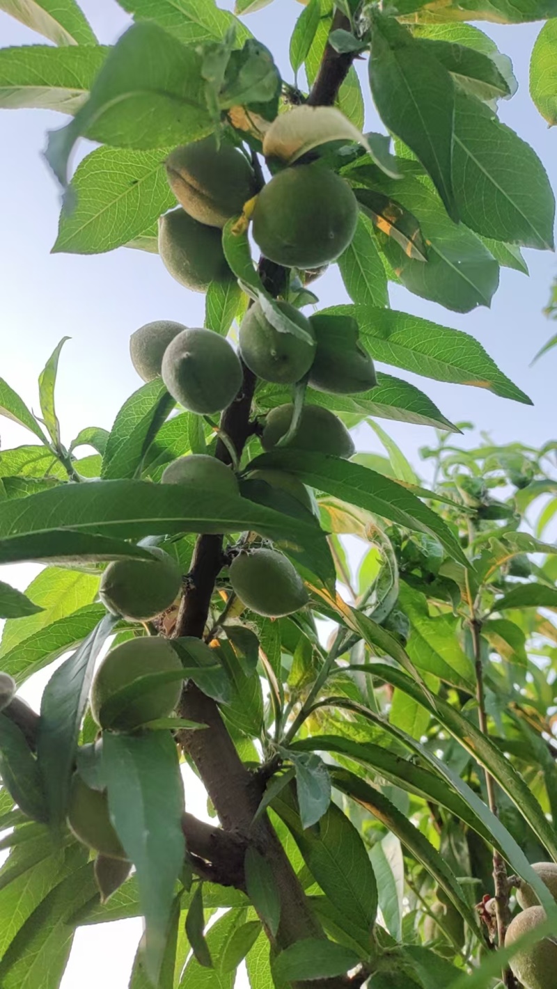 小青毛桃大量有货加工厂一手货源