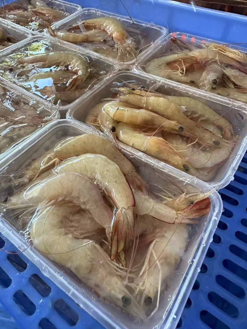 海虾