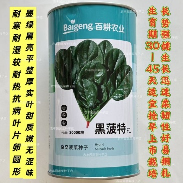 墨菠特菠菜种子叶片卵圆墨绿黑亮厚实抗病菠菜种子叶甜质嫩无