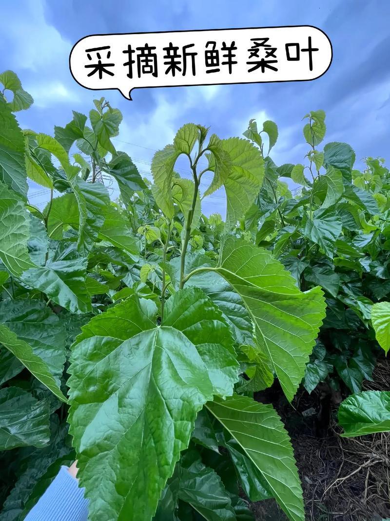 新鲜桑叶，晒干桑叶来自秦岭山脉，天然无公害，桑园
