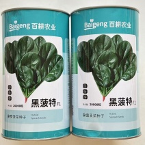 墨菠特菠菜种子叶片卵圆墨绿黑亮厚实抗病菠菜种子叶甜质嫩无