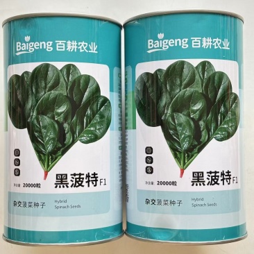 墨菠特菠菜种子叶片卵圆墨绿黑亮厚实抗病菠菜种子叶甜质嫩无