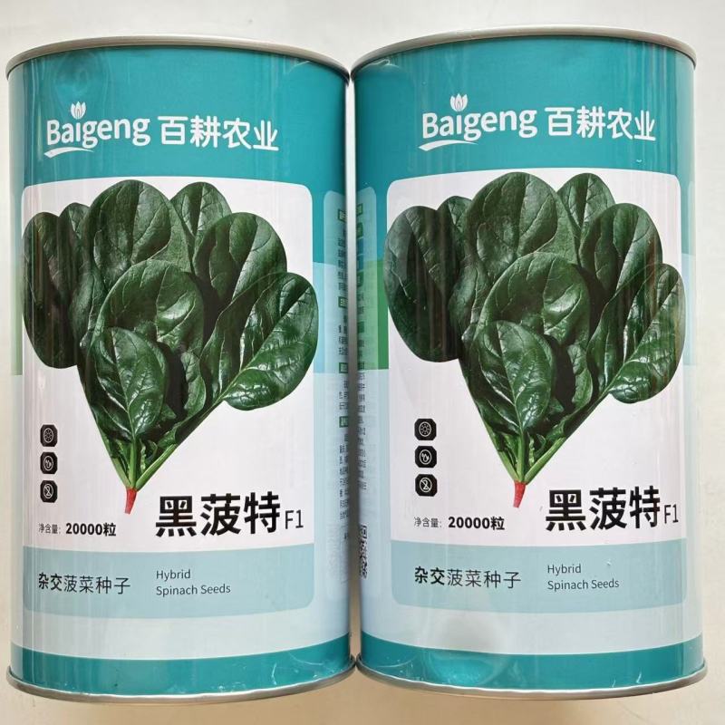 墨菠特菠菜种子叶片卵圆墨绿黑亮厚实抗病菠菜种子叶甜质嫩无