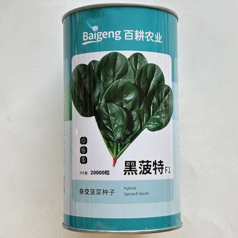 墨菠特菠菜种子叶片卵圆墨绿黑亮厚实抗病菠菜种子叶甜质嫩无