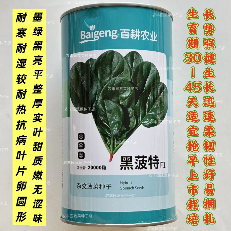 墨菠特菠菜种子叶片卵圆墨绿黑亮厚实抗病菠菜种子叶甜质嫩无