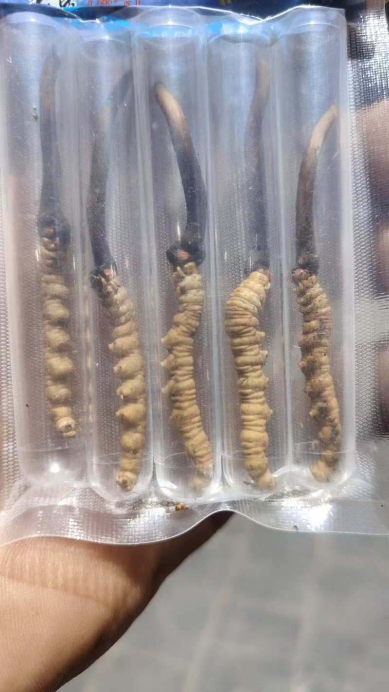 精品冬虫夏草，货源充足，量大从优，质量保证，欢迎咨询。