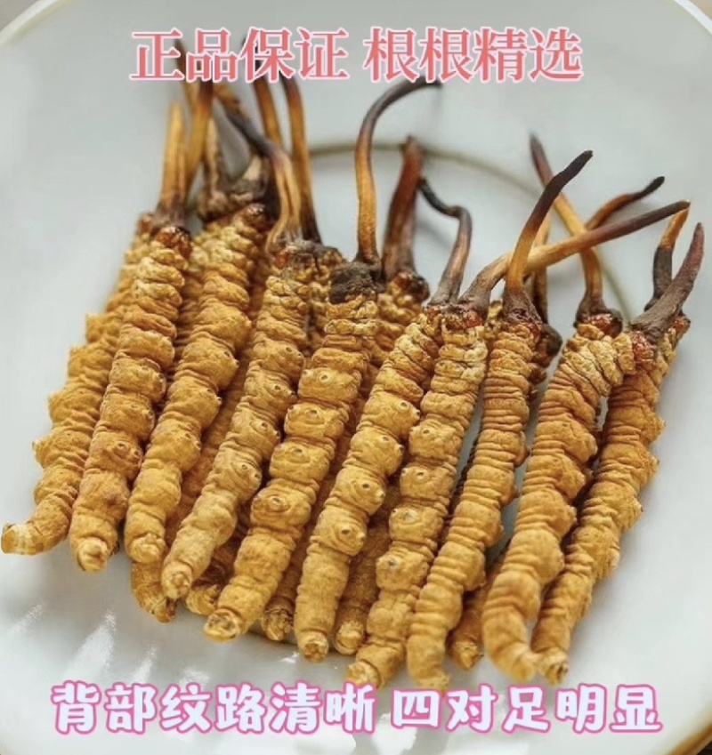 精品冬虫夏草，货源充足，量大从优，质量保证，欢迎咨询。
