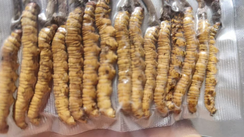 精品冬虫夏草，货源充足，量大从优，质量保证，欢迎咨询。