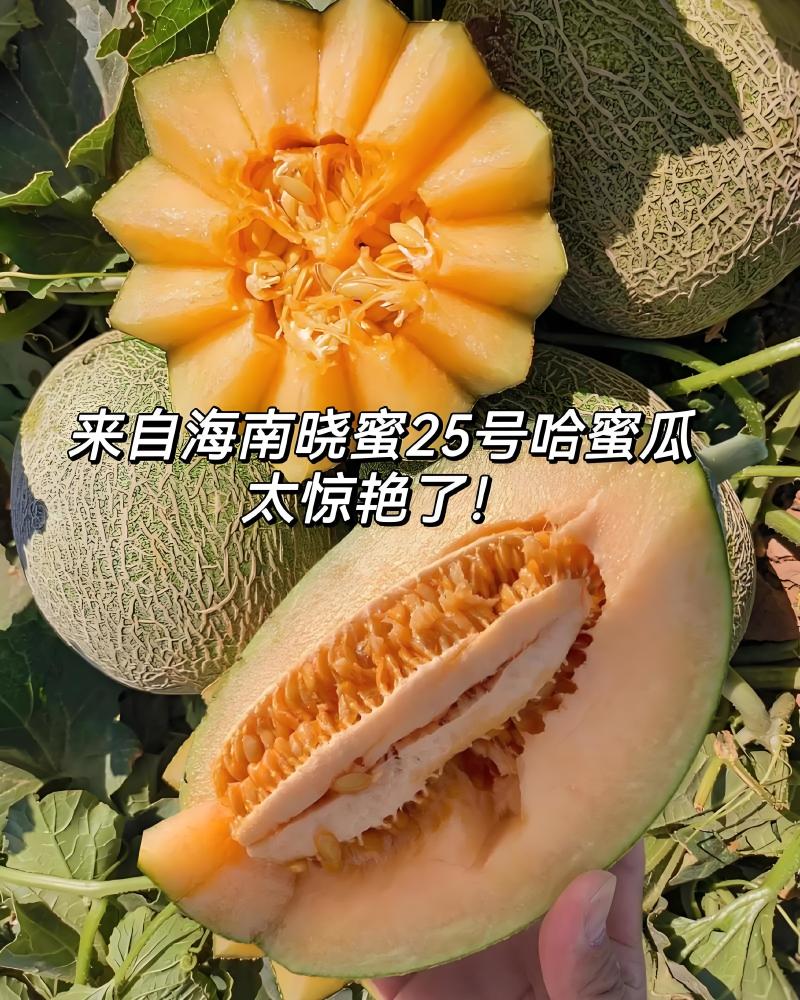 【梦中情瓜-民勤晓蜜25号】甜过初恋的哈密瓜诚信经营
