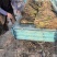 芦苇苗，成活率高长年销售各种水生植物湿地公园河道绿化专用