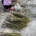 芦苇苗，成活率高长年销售各种水生植物湿地公园河道绿化专用