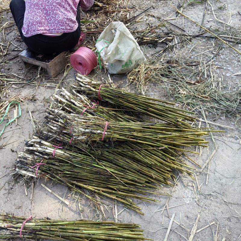 芦苇苗，成活率高长年销售各种水生植物湿地公园河道绿化专用