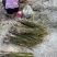 芦苇苗，成活率高长年销售各种水生植物湿地公园河道绿化专用