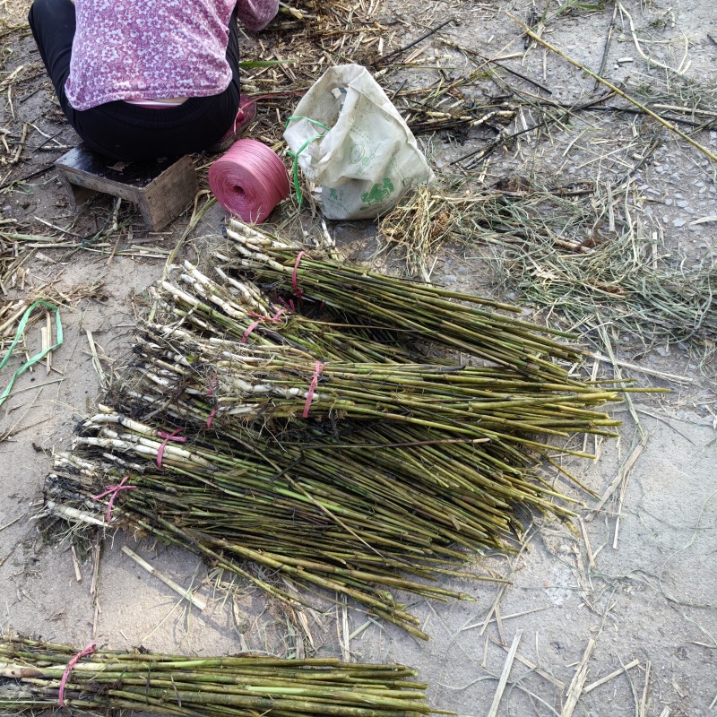 芦苇苗，成活率高长年销售各种水生植物湿地公园河道绿化专用