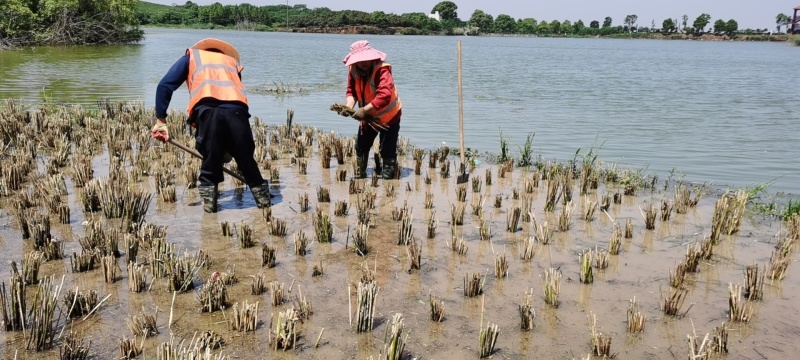 芦苇苗，成活率高长年销售各种水生植物湿地公园河道绿化专用