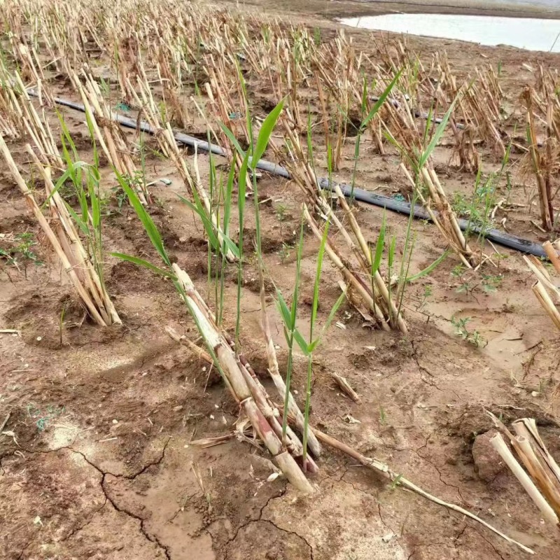 芦苇苗，成活率高长年销售各种水生植物湿地公园河道绿化专用