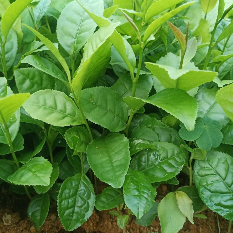 茶叶苗