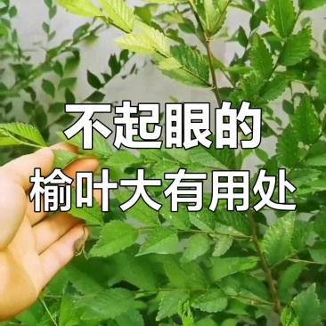 源自于秦岭山脉的榆树叶