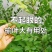 源自于秦岭山脉的榆树叶