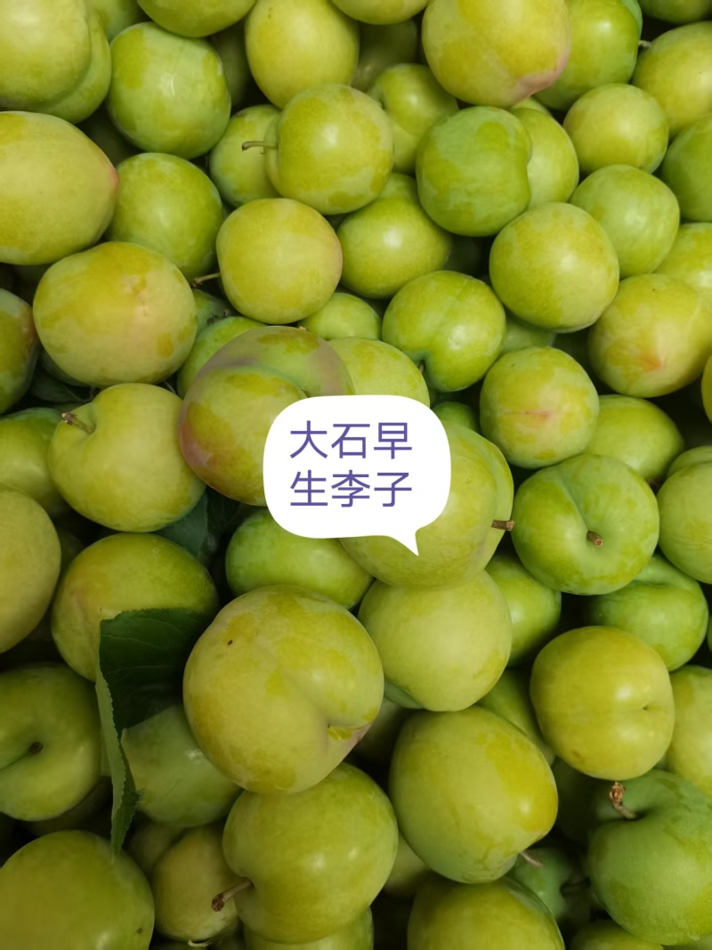 河南南阳内乡县大石早生李子