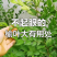 源自于秦岭山脉的榆树叶