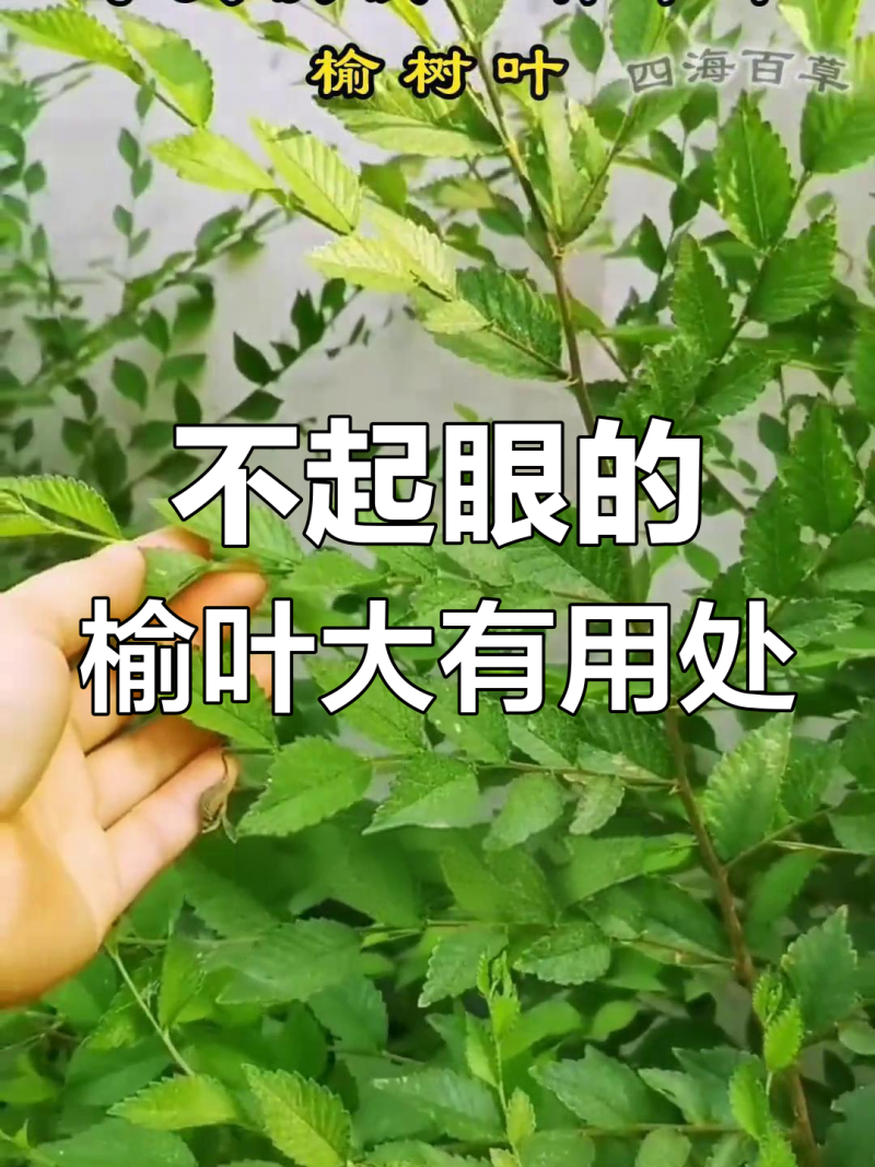 源自于秦岭山脉的榆树叶