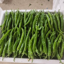 湘研55.线椒.软香辣.余干椒.螺丝椒.陇椒