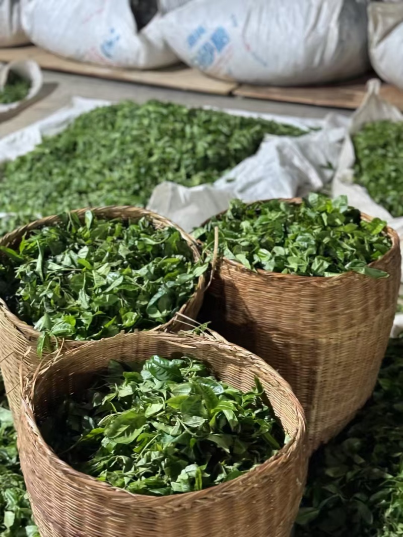 正品真品原产地茶叶基地云南古树茶普洱茶冰岛糯香昔归老班章