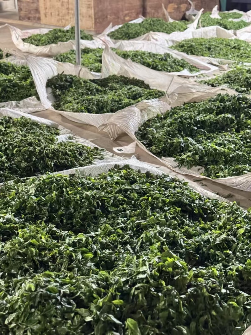 正品真品原产地茶叶基地云南古树茶普洱茶冰岛糯香昔归老班章